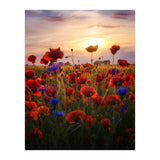 Poppiesfield at Sunrise (Print Only) thumbnail