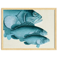 Fish Classic Designs 4