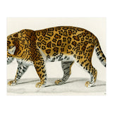 Jaguar (Panthera Onca) illustrated  (Print Only) thumbnail