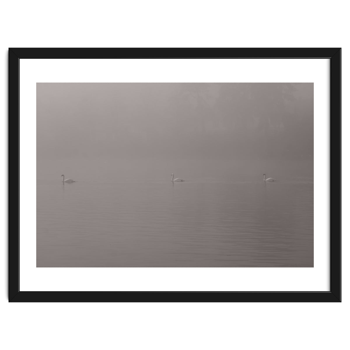 Swans in the mist