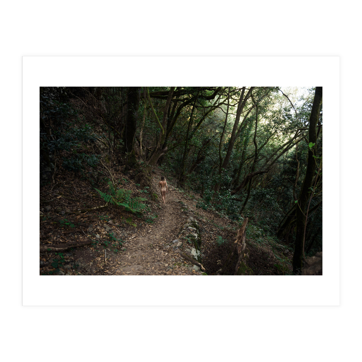 Into the Woods (Print Only)