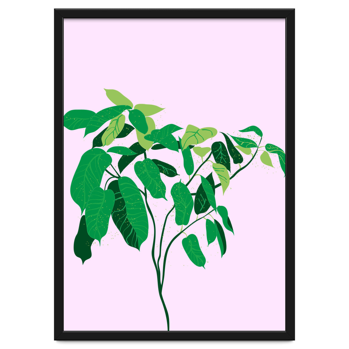 Ficus on Pink Background