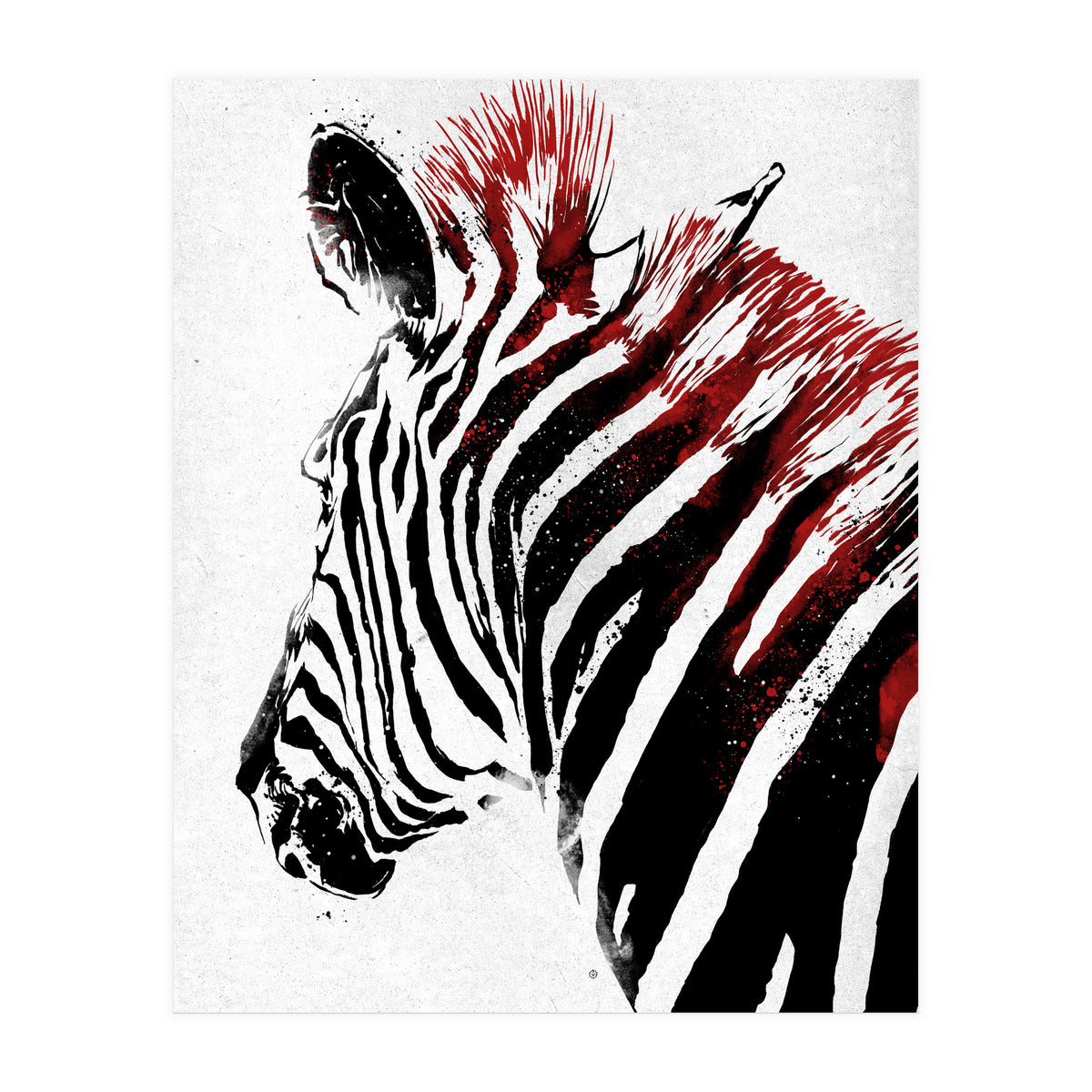 Zebra (Print Only)