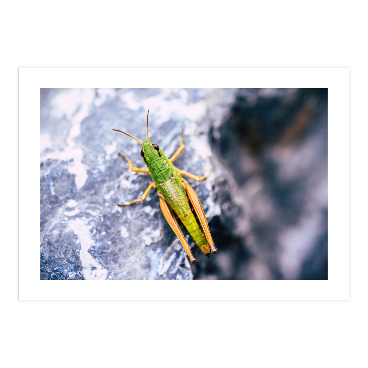 Acid Green (Print Only)