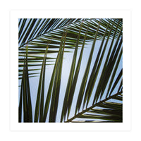 palm fronds (Print Only)