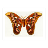 Attacus Atlas Moth illustrated  (Print Only) thumbnail