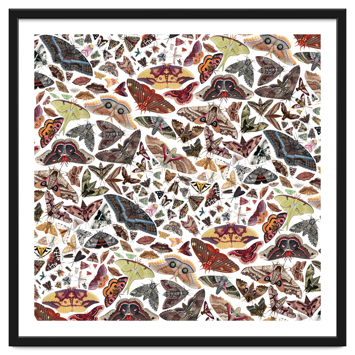 Moths of North America Pattern