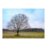 Young Oak Tree in Winter  (Print Only) thumbnail