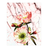 Flowering on pink marble (Print Only) thumbnail