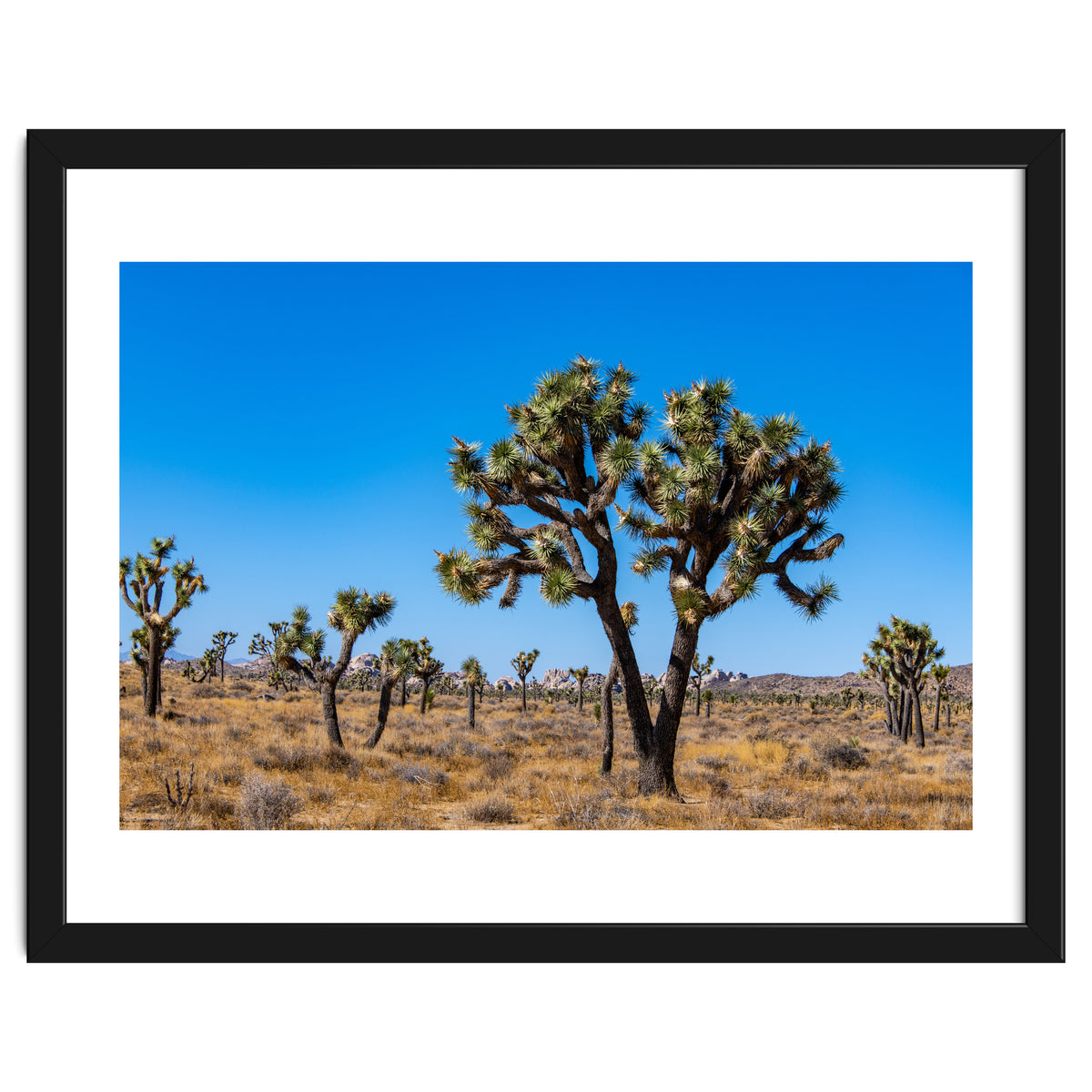Joshua Trees