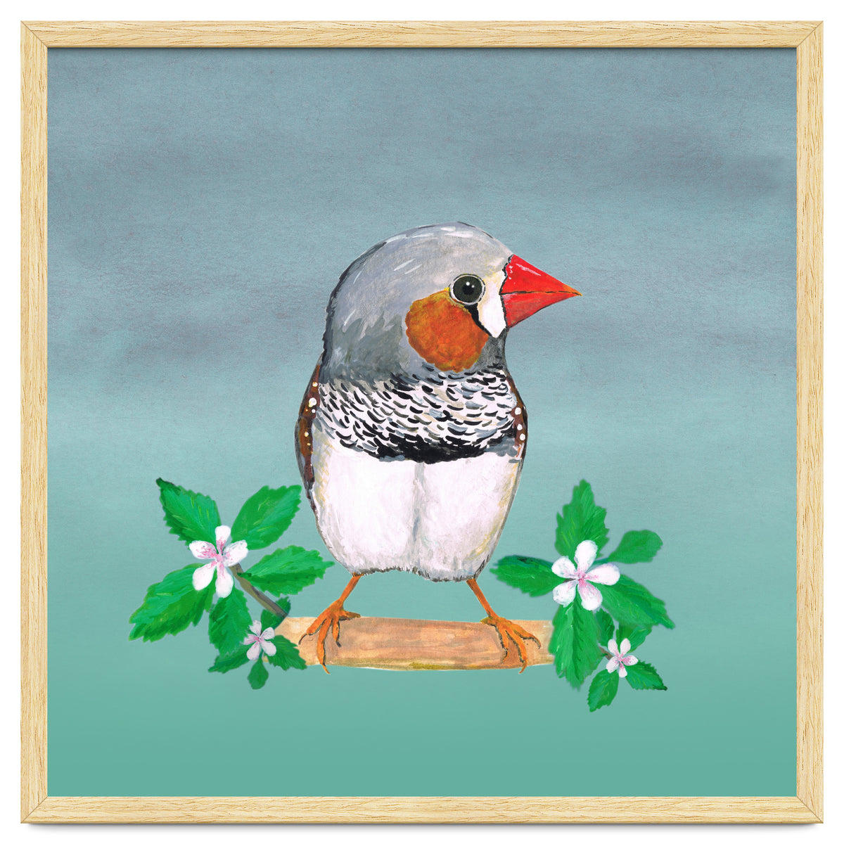 Zebra finch