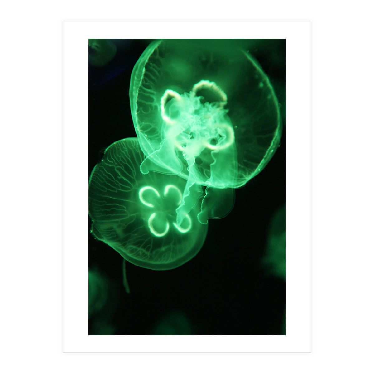 Jellyfish (Print Only)