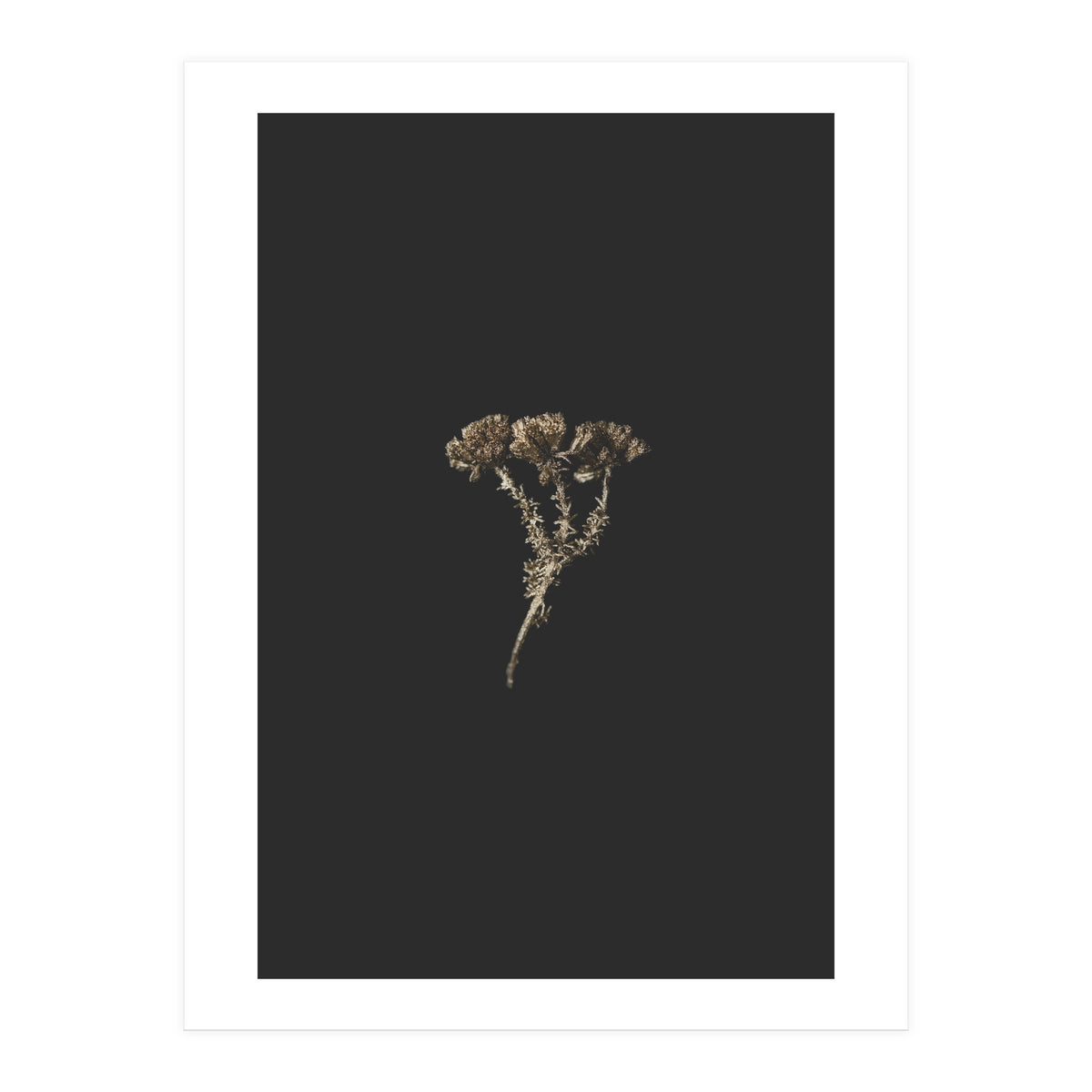 Gold Burst Botanicals (Print Only)