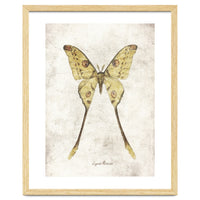 Butterflies VIII