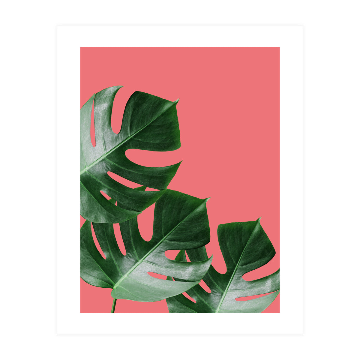 Tropical collage VI (Print Only)