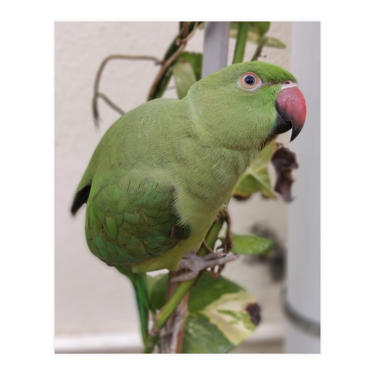 Dazzling Indian Parrot (Print Only)