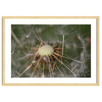 Dandelion Seeds