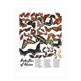 Maine Butterflies Chart (Print Only) thumbnail