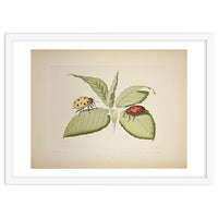 Vintage Ladybirds Illustration