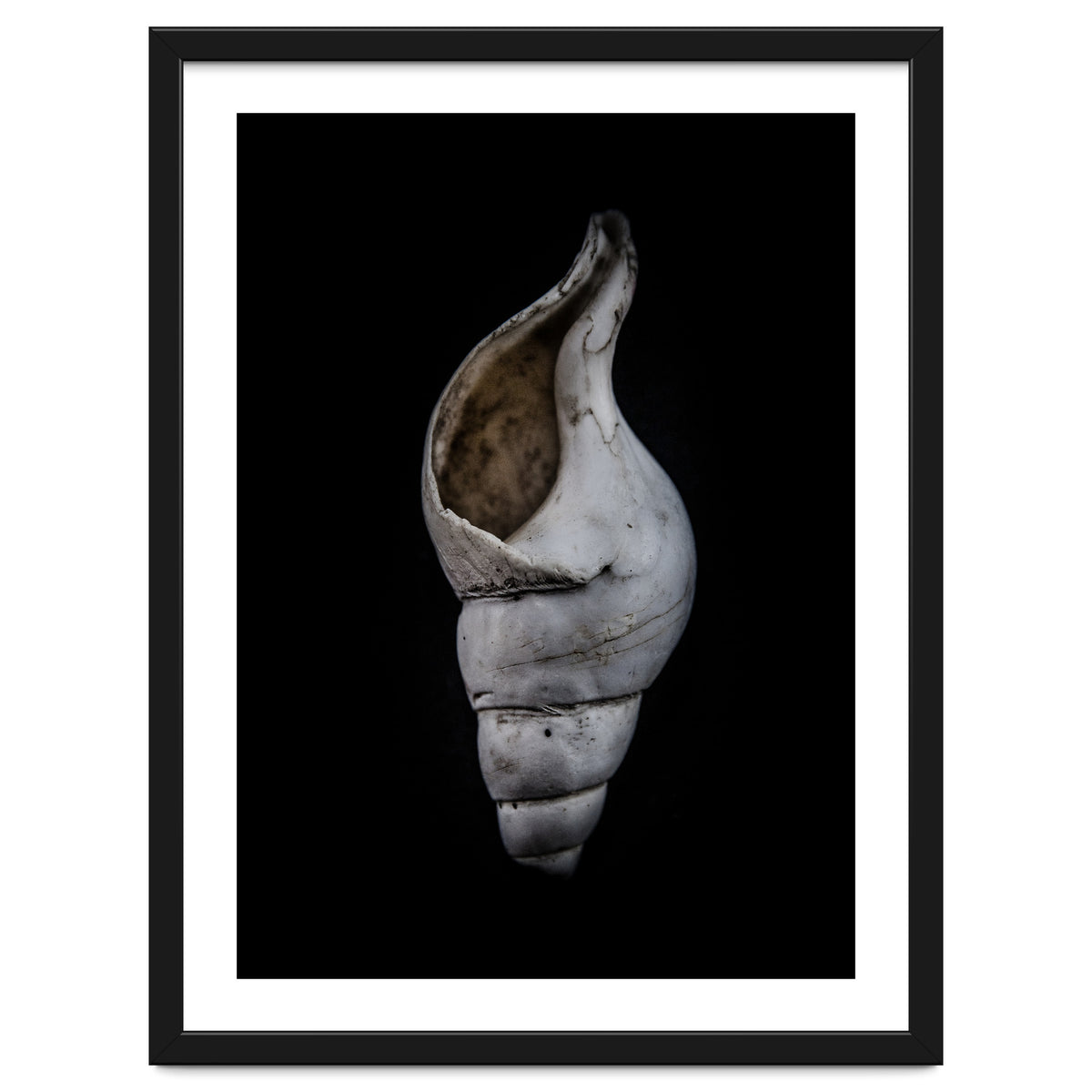 Shells No 12 Color Version