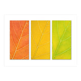 Autumn Leaves (Print Only) thumbnail