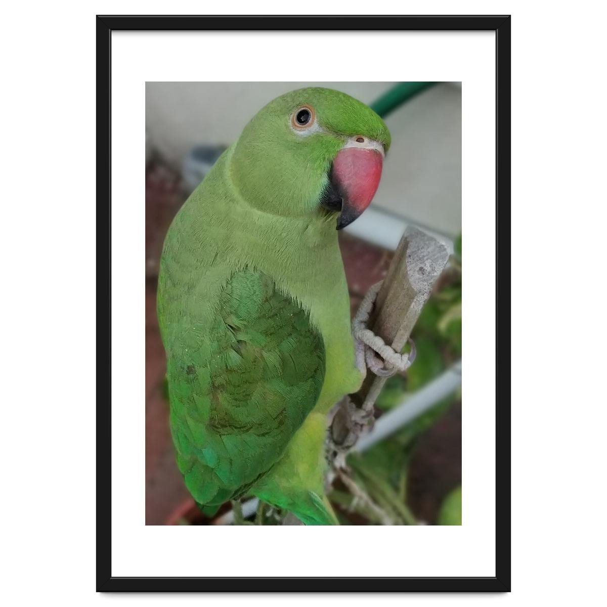 Lucky Indian Parakeet
