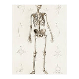 Human skeleton illustrated (Print Only) thumbnail