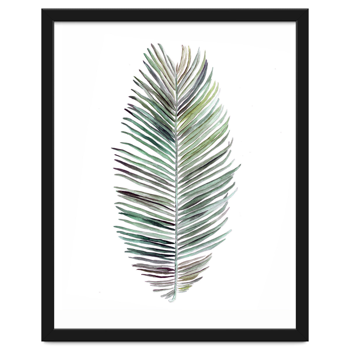 Botanical Illustration Cocos Palm