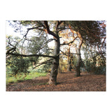 Pine Trees (Print Only) thumbnail