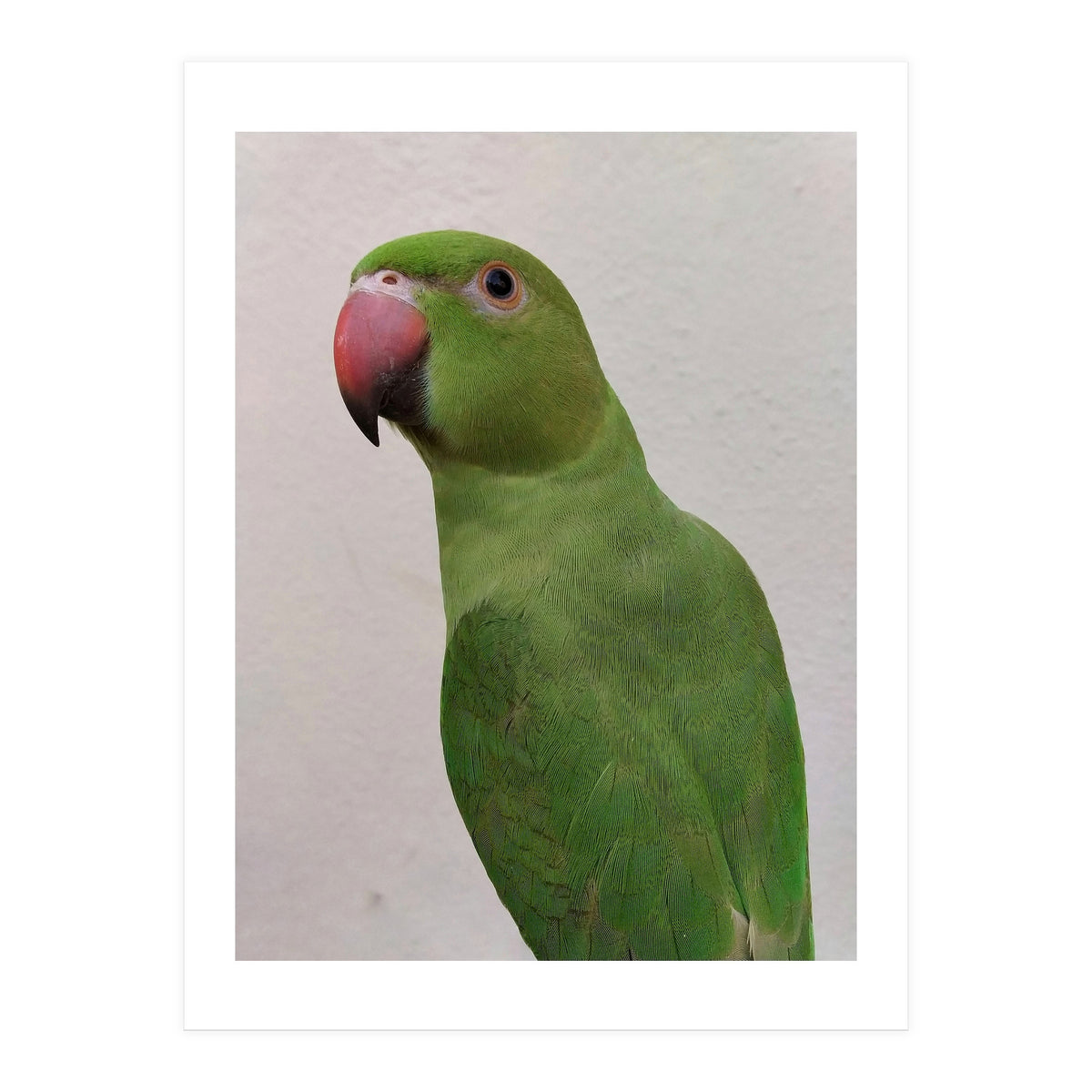 Cute Indian Parakeet (Print Only)
