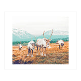 Curious Winter (Print Only) thumbnail