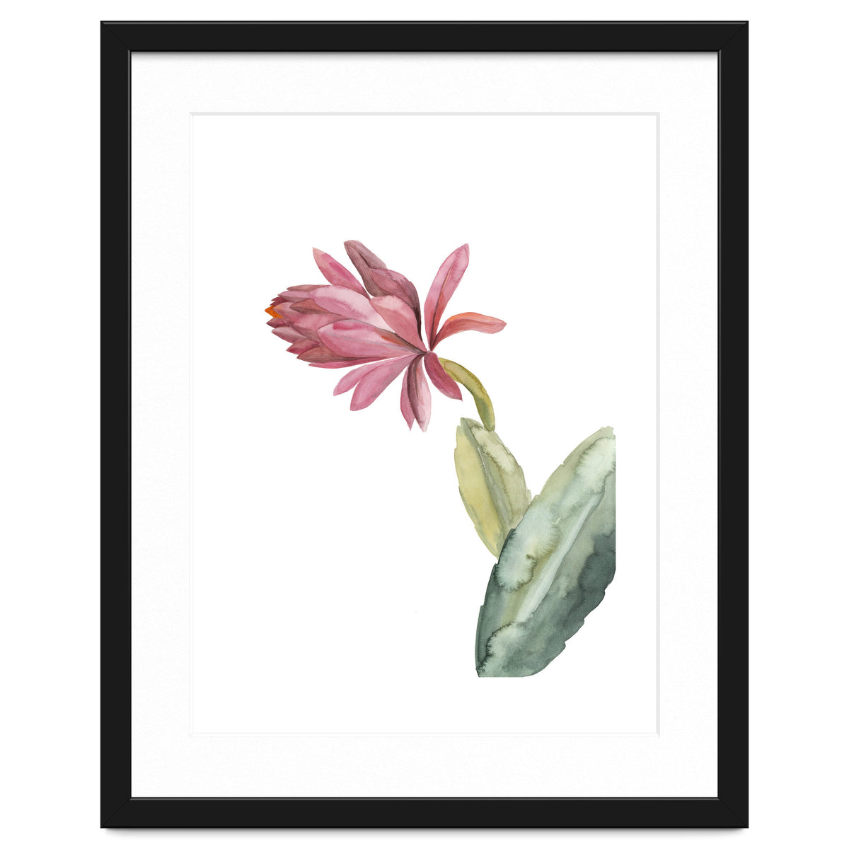 Botanical Illustration Pink Cactus Flower