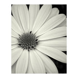 Simplicity  (Print Only) thumbnail