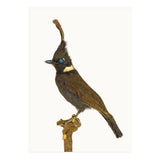 Cc Birds 05 (Print Only) thumbnail