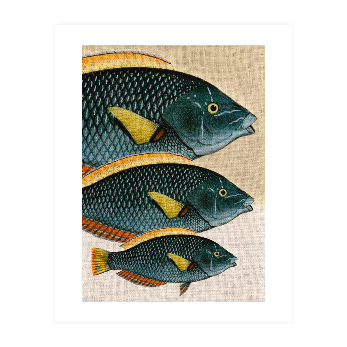 Fish Classic Designs 10 (Print Only)