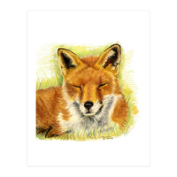 Red Fox Sleeping  (Print Only)