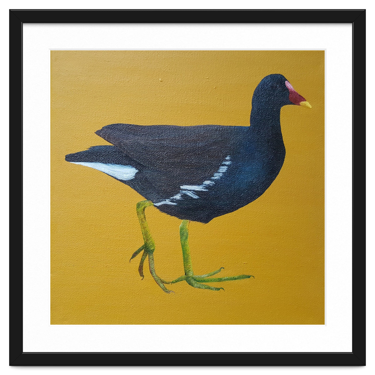 Moorhen