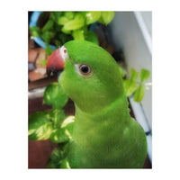 Gazing Parrot (Print Only)