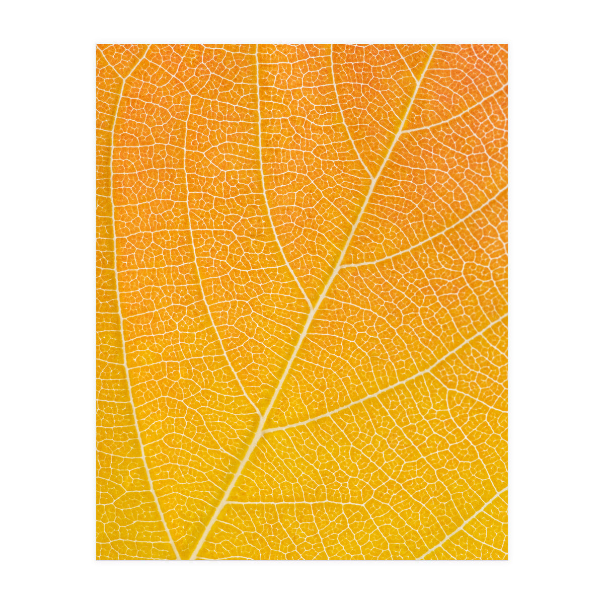Autumn Leaf (Print Only)