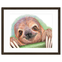 Smiling Sloth