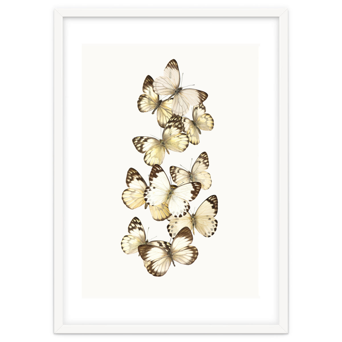 Cc Butterflies 01