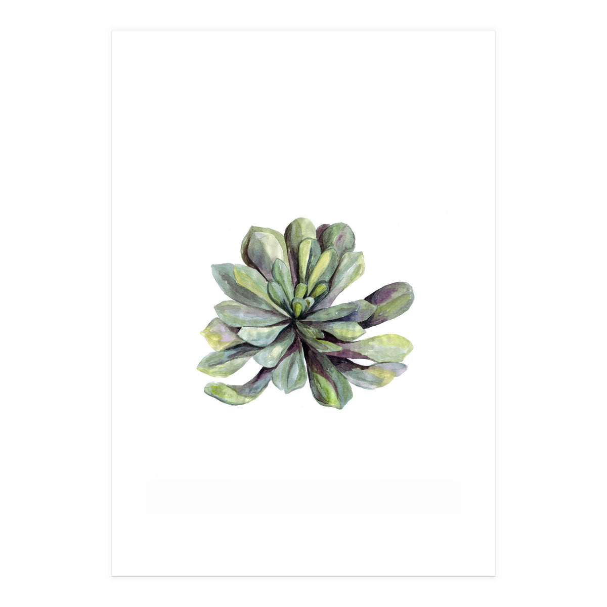 Botanical Illustration Succulent (Print Only)