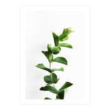 Eucalyptus (Print Only) thumbnail