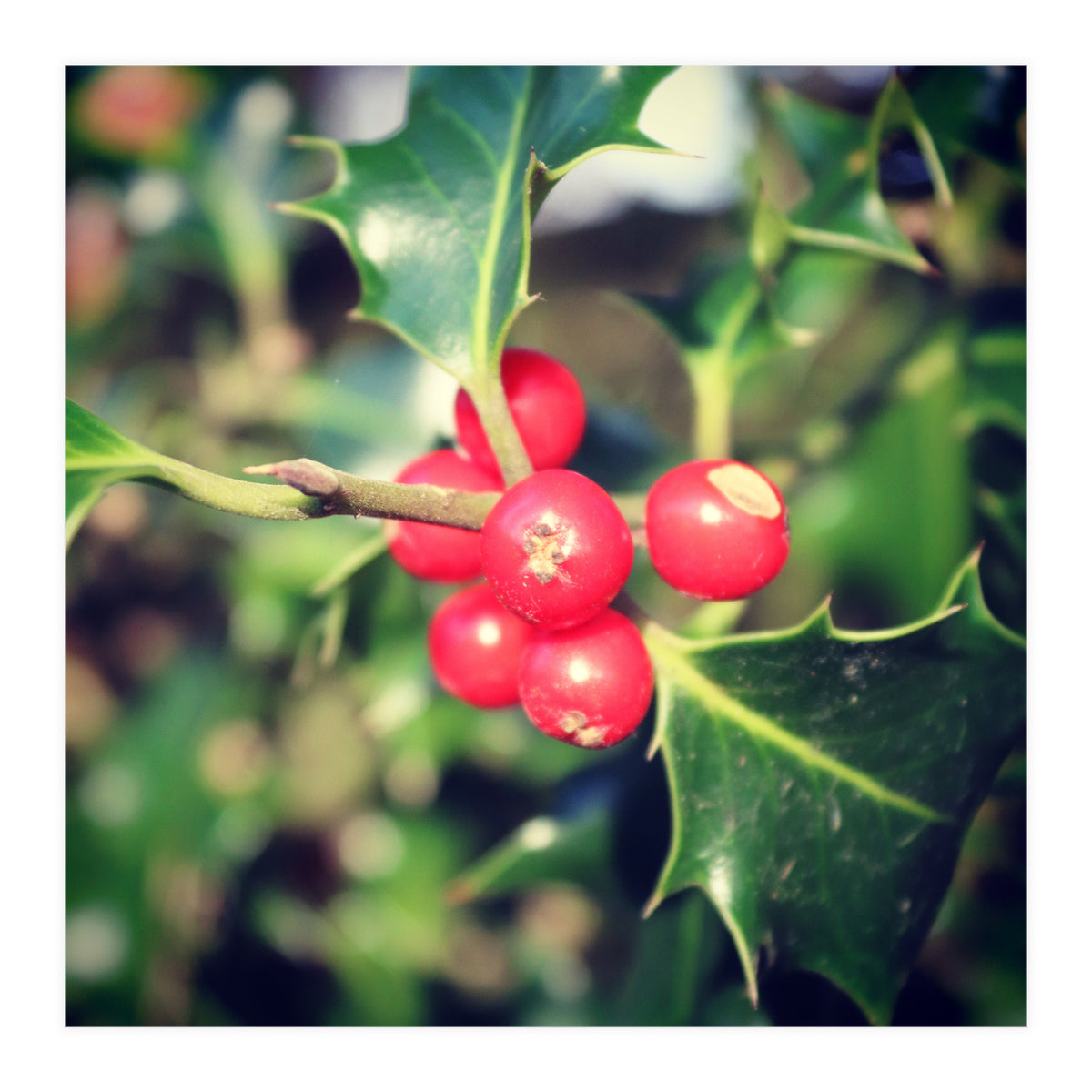 Holly berries  (Print Only)
