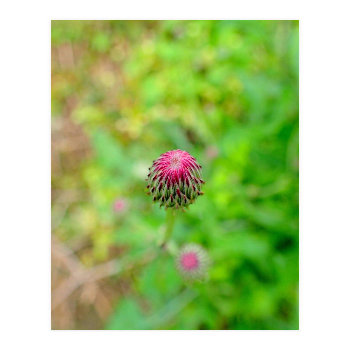 Eye Bud (Print Only)