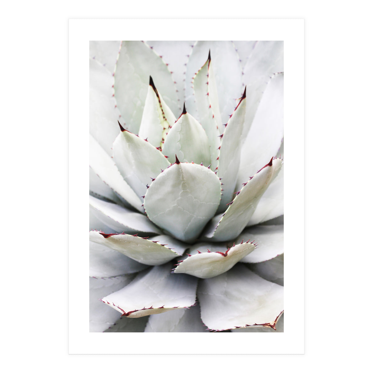 Agave plant (Print Only)