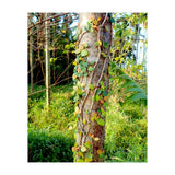Vine (Print Only) thumbnail