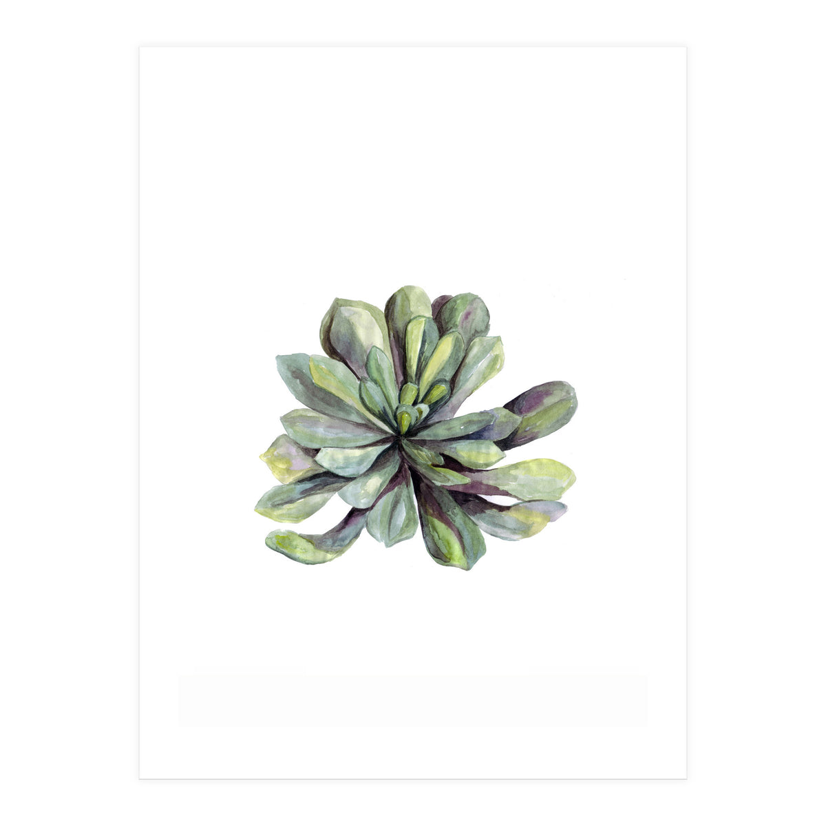 Botanical Illustration Succulent (Print Only)