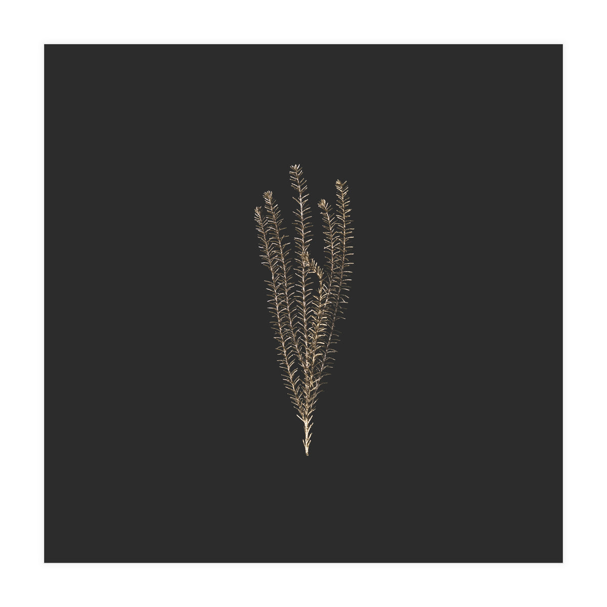 Delicate Fynbos Botanicals in Gold and Black - Square (Print Only)