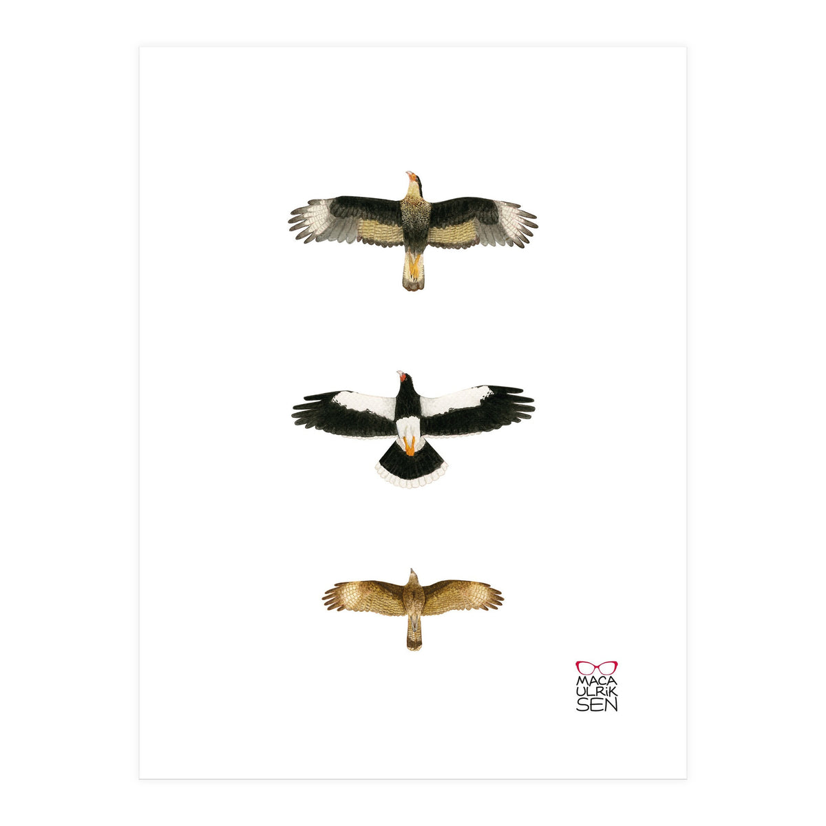 Falconidae n.2 (Print Only)